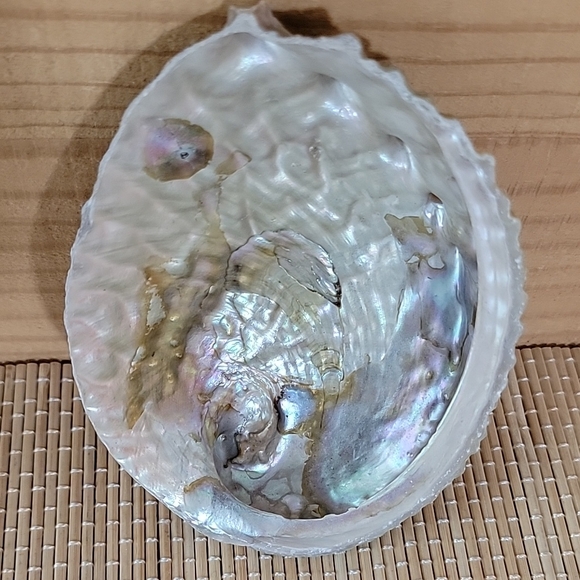 Abalone Shell - Picture 2 of 5
